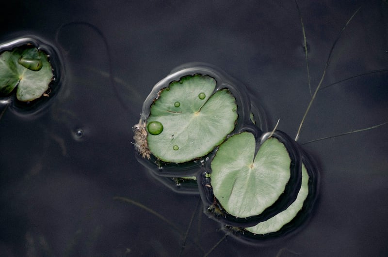 Balance in Nature